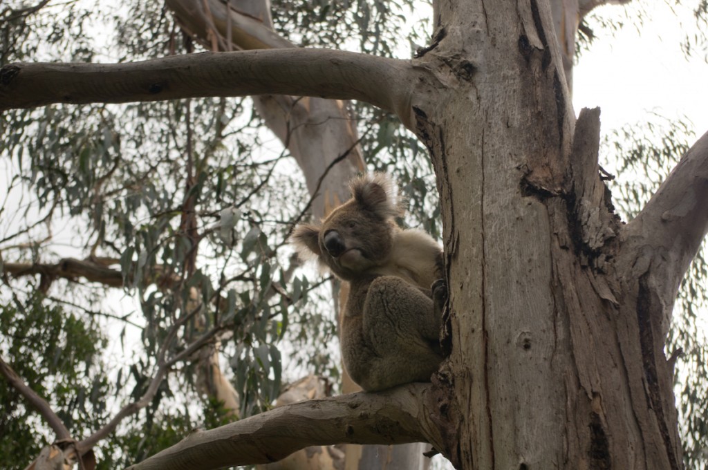 Koala à Kennett River
