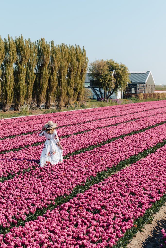 Sur la route des tulipes aux Pays Bas